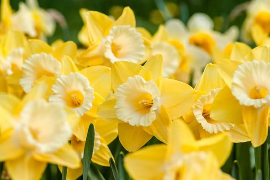 Daffodils